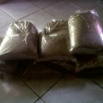 jual biji cemara laut