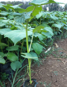 jual Bibit Balsa murah