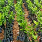 jual bibit mangrove murah