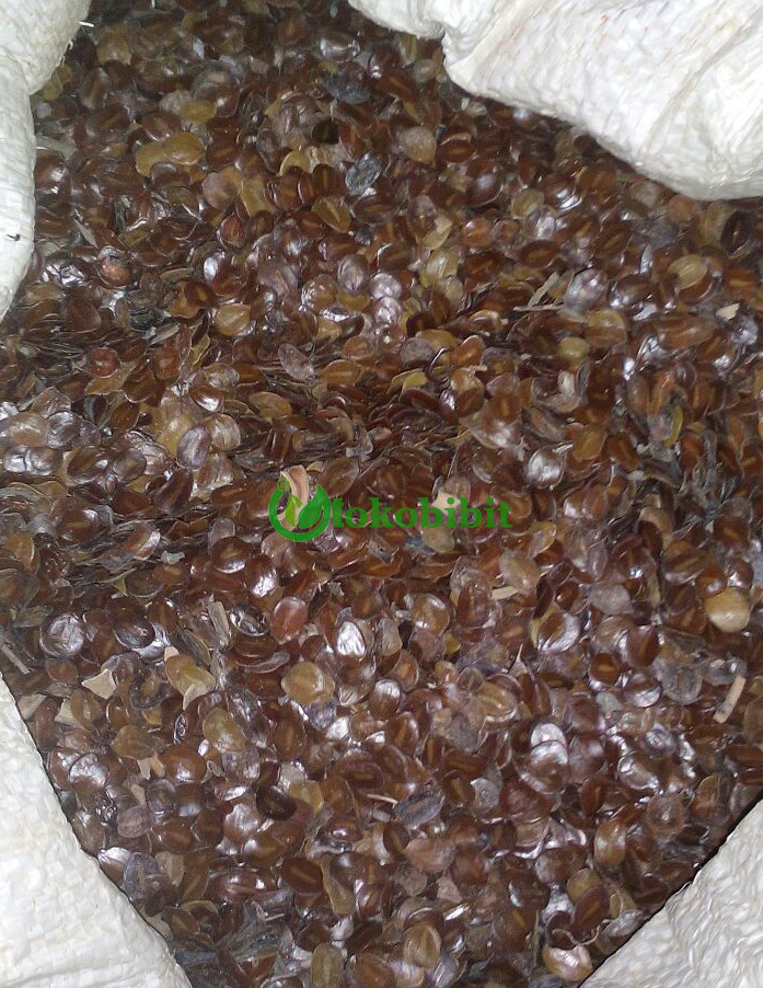 jual biji johar