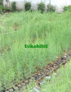 harga bibit cemara laut