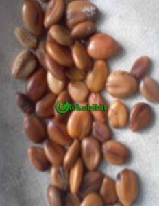 Jual biji angsana