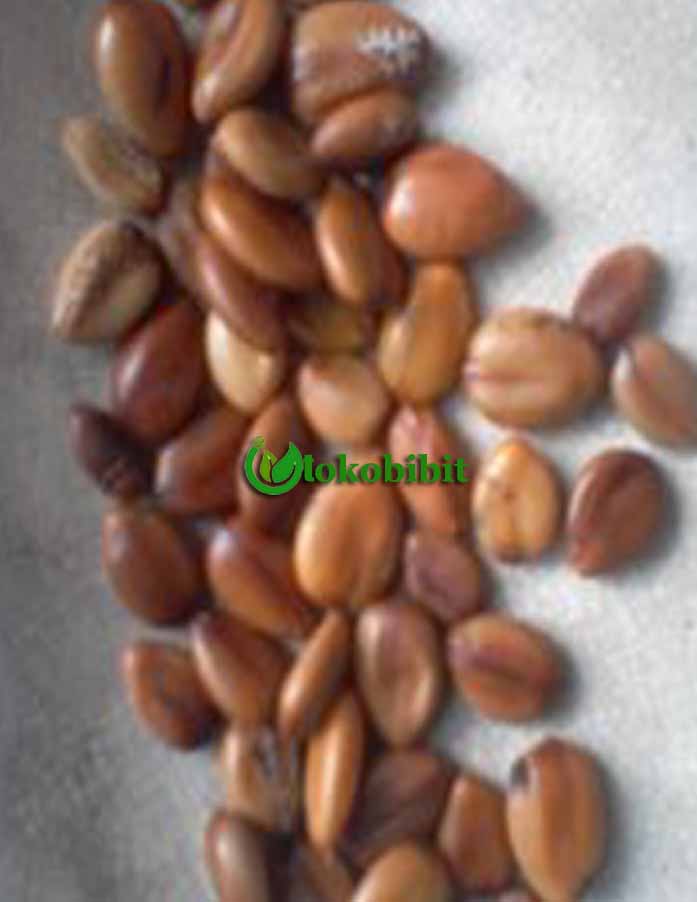 Jual biji angsana