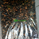 jual biji jati putih