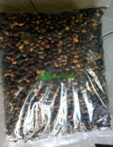 jual biji jati putih