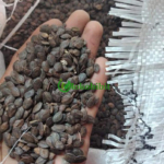 jual biji kaliandra merah