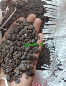 jual biji kaliandra merah
