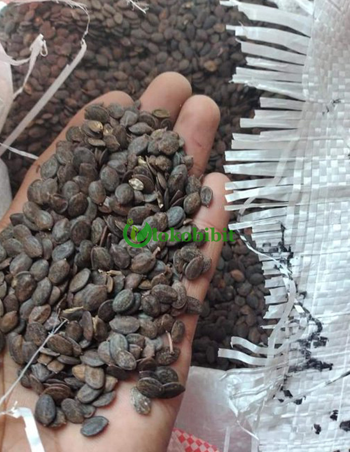 jual biji kaliandra merah
