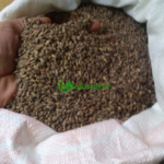 jual biji pinus merkusi