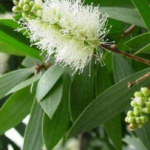 jual bibit kayu putih