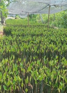 harga bibit mangrove