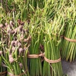 jual propagul mangrove