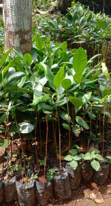 jual bibit nyamplung