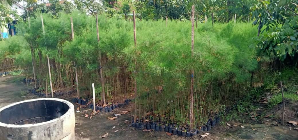 jual bibit cemara laut