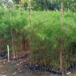 jual bibit cemara laut