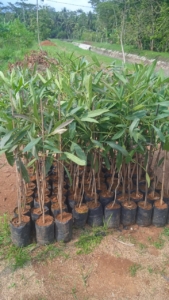 Jual bibit tabebuya