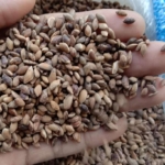 jual biji pinus merkusii