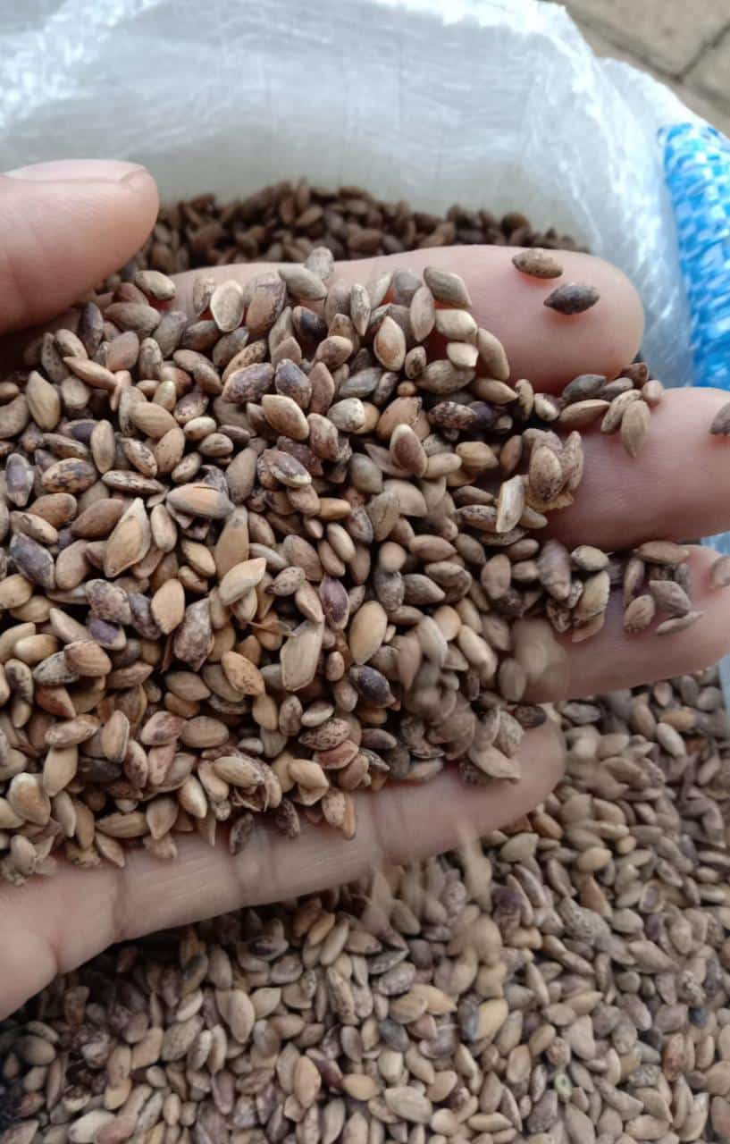 jual biji pinus merkusii