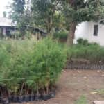 Jual bibit cemara udang