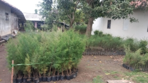 Jual bibit cemara udang
