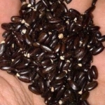 jual biji akasia mangium