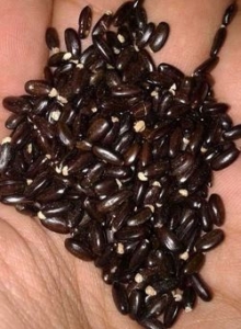 jual biji akasia mangium