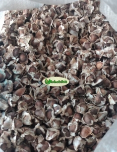 jual biji kelor