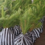 jual bibit pinus merkusi