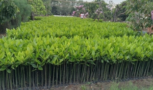 jual bibit mangrove di sumatra