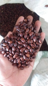 jual biji trembesi