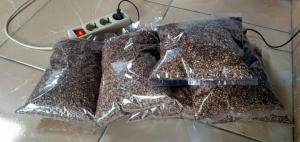 jual biji cemara laut di aceh