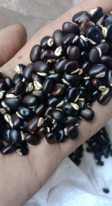 Jual Biji Mucuna bracteata