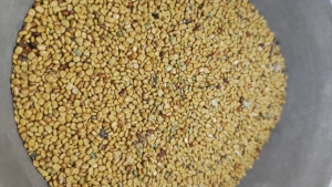 jual biji pueraria javanica