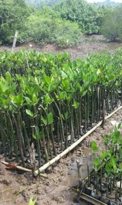 jual bibit mangrove