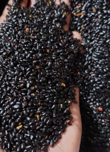 harga biji akasia mangium