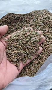 jual biji sengon laut
