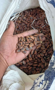 jual biji sengon buto
