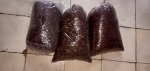 jual biji lamtoro unggul