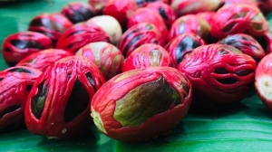 jual biji pala