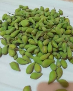 jual biji Avicennia