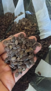 harga biji kaliandra merah