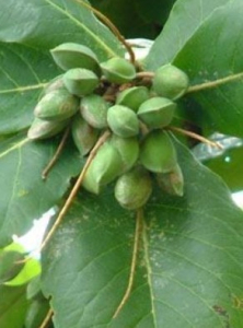 jual biji ketapang laut